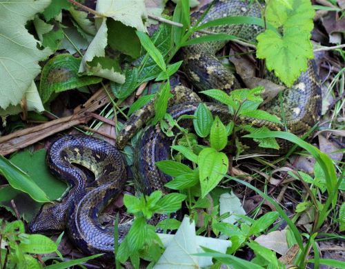 園長ブログ　マダガスカル訪問記11　マダガスカルツリーボア