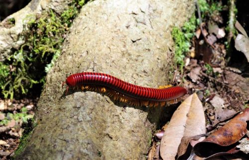 園長ブログ　マダガスカル訪問記11　アフリカオオヤスデ