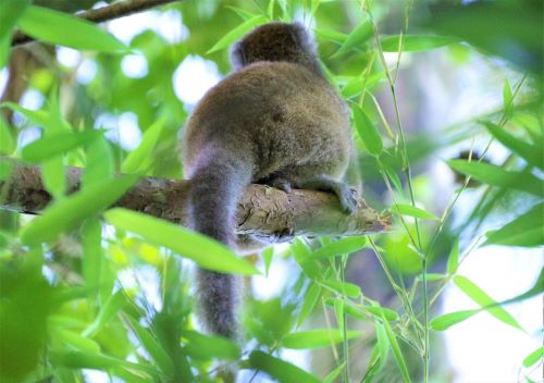 園長ブログ　マダガスカル訪問記12　ハイイロジェントルキツネザル