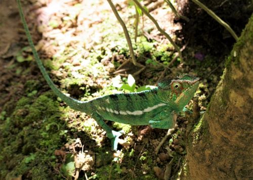 園長ブログ　マダガスカル訪問記13　パンサーカメレオン