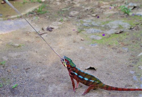 園長ブログ　マダガスカル訪問記13　舌を出すパンサーカメレオン