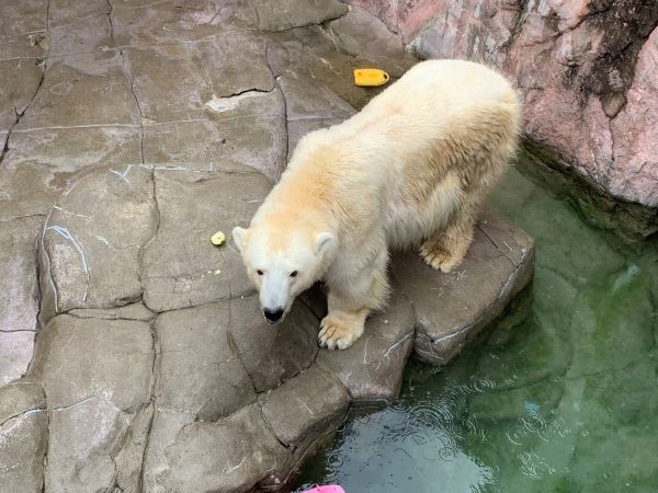 R5　スタッフブログ　リンゴを食べるポーラ