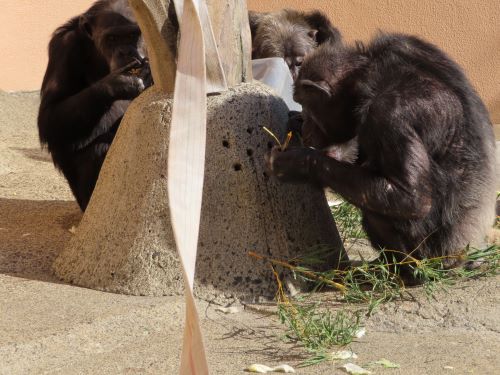 R5　チンパンジーの餌紹介　はちみつを枝でとるヤワラ