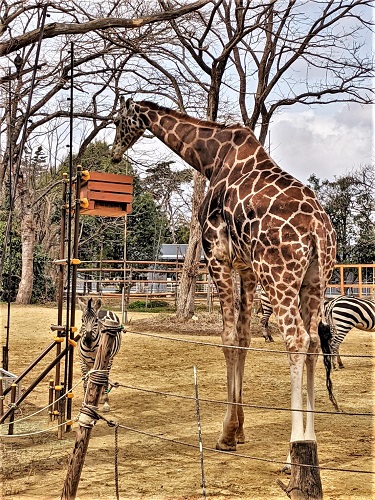 キリンの餌台　進化のあゆみ9