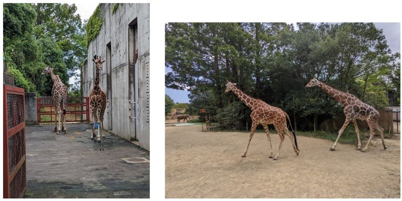 パドック内のエミリーとユウキ